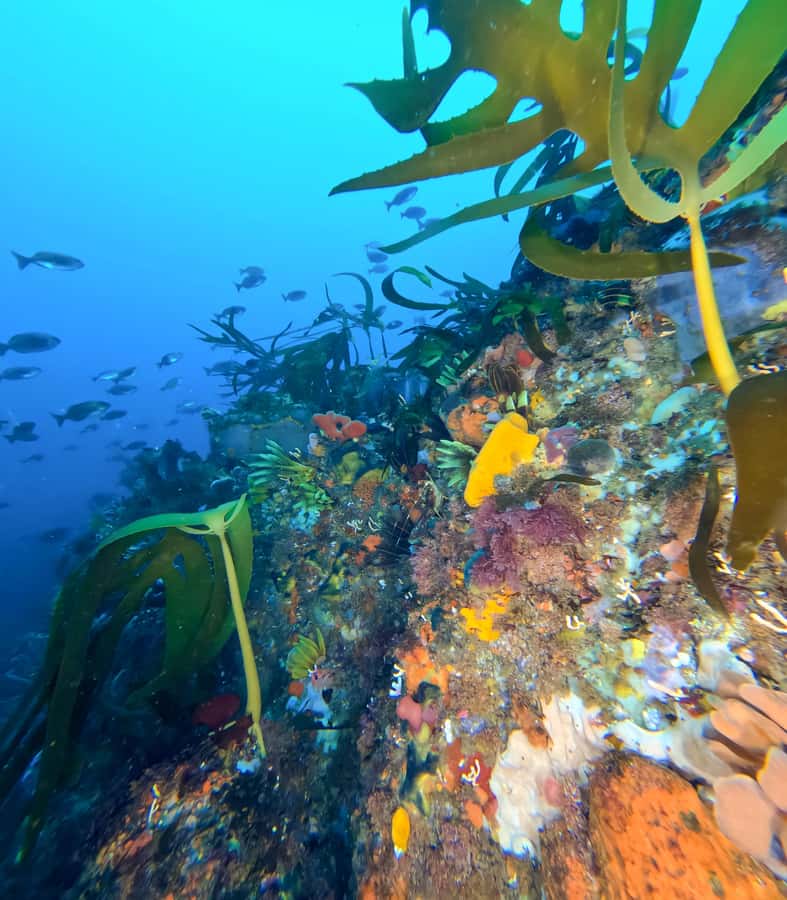 Scuba Dive in Cape Town: 2 Dives for certified divers - The boat ride across False Bay