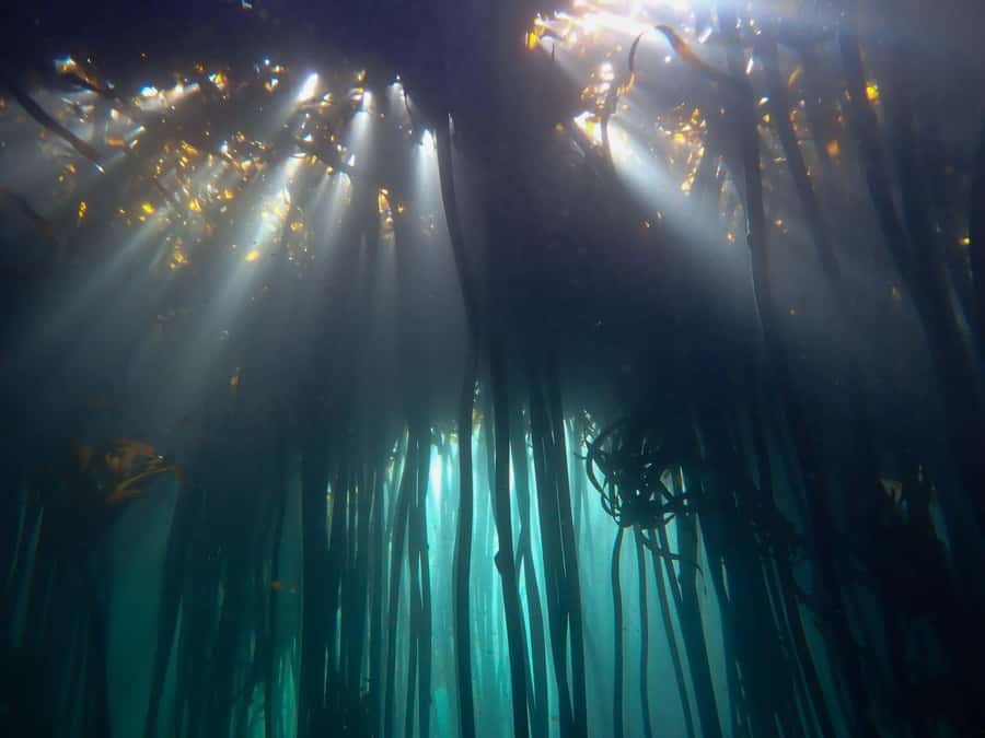 Scuba Dive in Cape Town: 2 Dives for certified divers - The surface break has a practical purpose