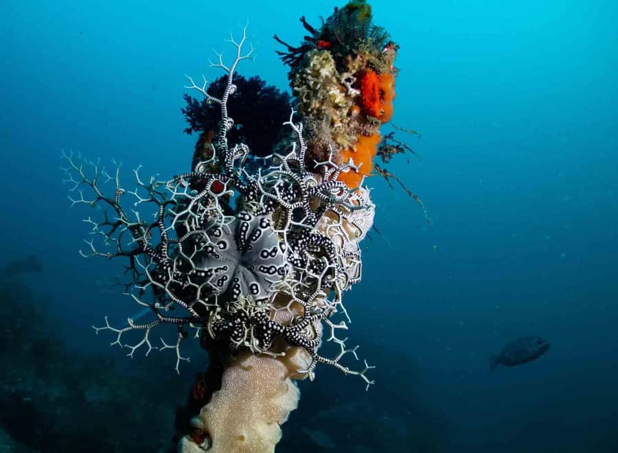Scuba Dive in Cape Town: 2 Dives for certified divers - Second session: Cape Town’s famous kelp forest