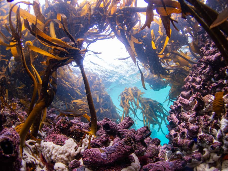 Scuba Dive in Cape Town: 2 Dives for certified divers - Weather controls the day
