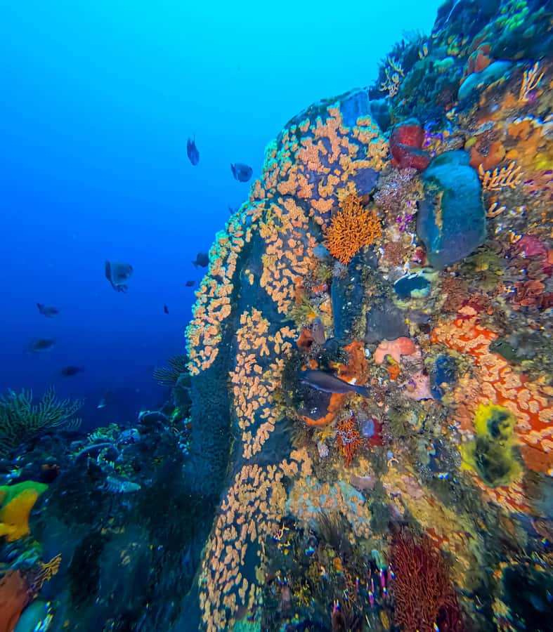 Scuba Dive in Cape Town: 2 Dives for certified divers - First session: reefs, wrecks, and Cape biodiversity