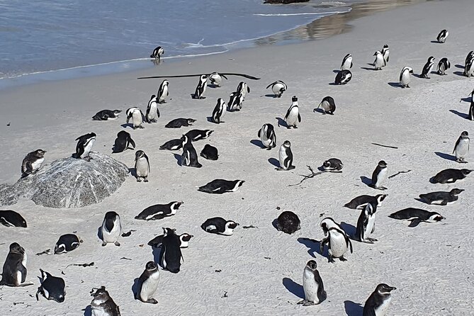 Seal Island,Cape of Good Hope&Penguins Shared Tour,From Cape Town - One long day across the Cape Peninsula