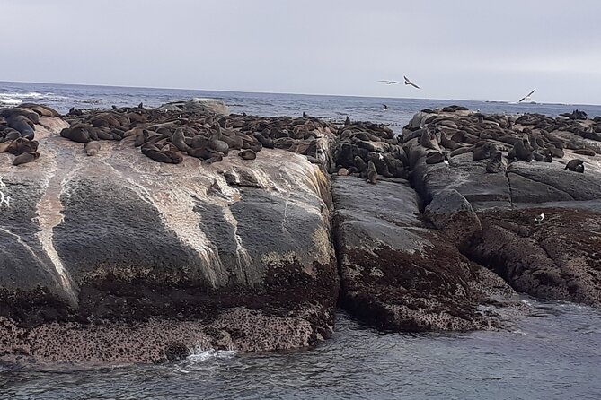 Seal Island,Cape of Good Hope&Penguins Shared Tour,From Cape Town - Hout Bay: seals, harbor life, and an extra charge