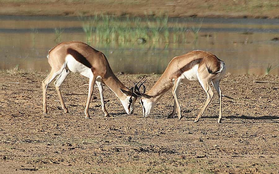 Self drive Aquila Safari Game Reserve Sunset Game Drive - Key points to know before booking