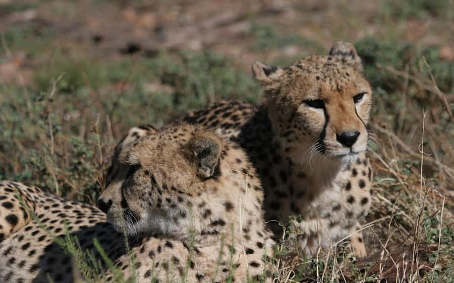 Self drive Aquila Safari Game Reserve Sunset Game Drive - The open 4x4 sunset game drive