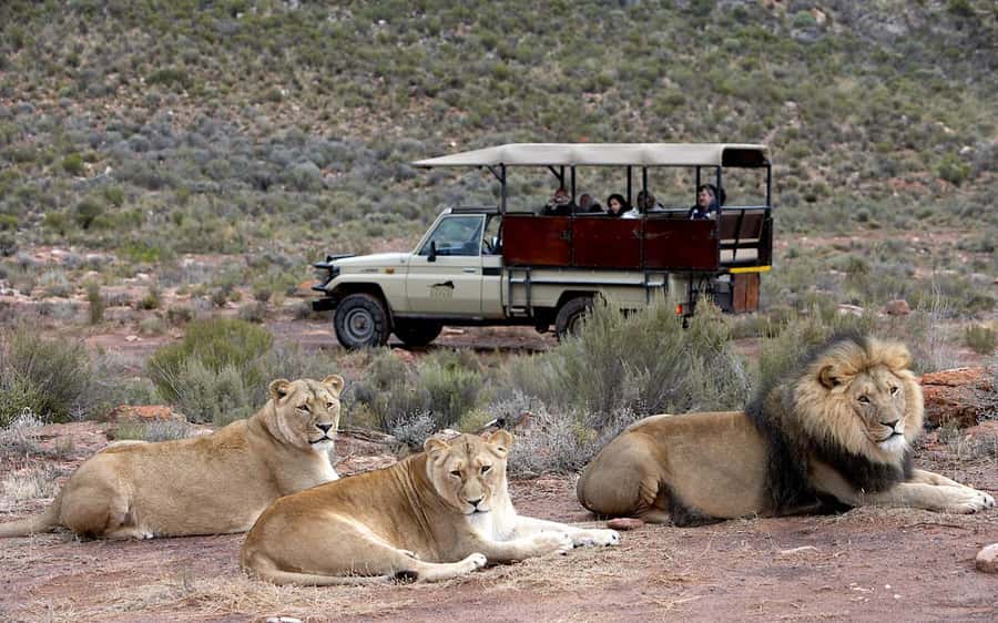 Self drive Aquila Safari Game Reserve Sunset Game Drive - Optional activities and extra time at the reserve