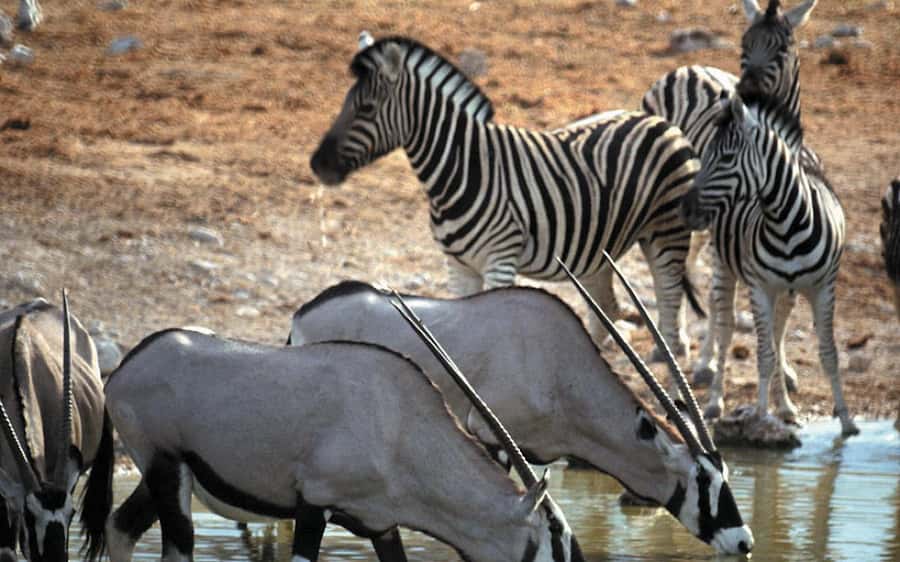 Self drive Aquila Safari Game Reserve Sunset Game Drive - Who will enjoy this experience most?
