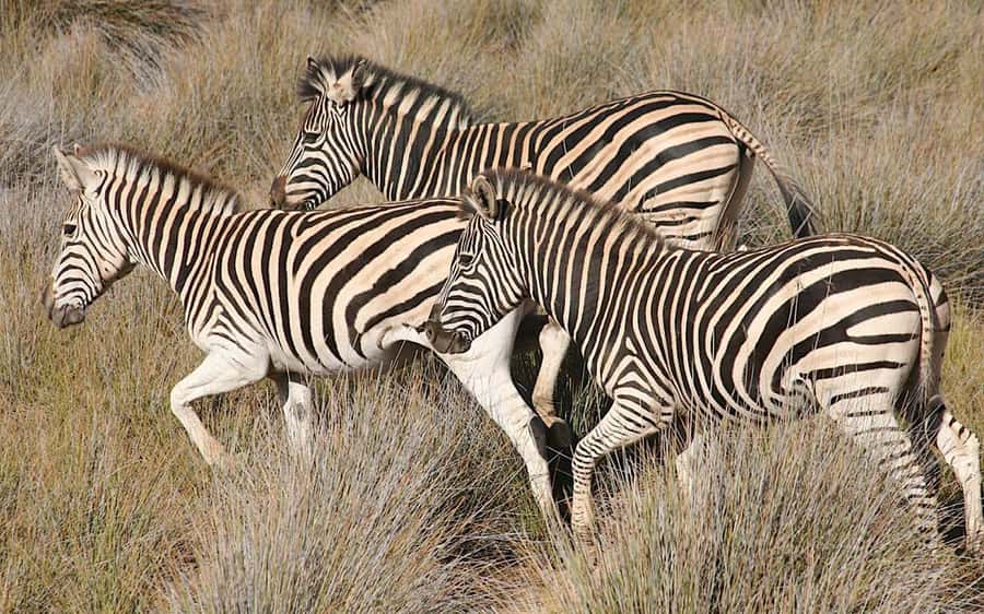Self drive Aquila Safari Game Reserve Sunset Game Drive - Arriving by 15:00 at Aquila