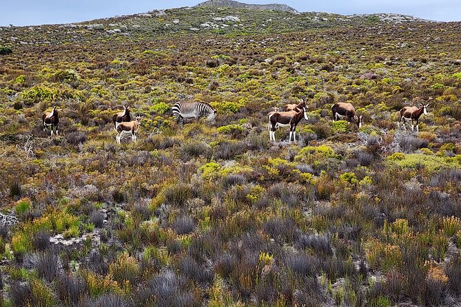 Shared Half Day Tour in Cape Peninsula with African Penguins - What this half-day route really gives you