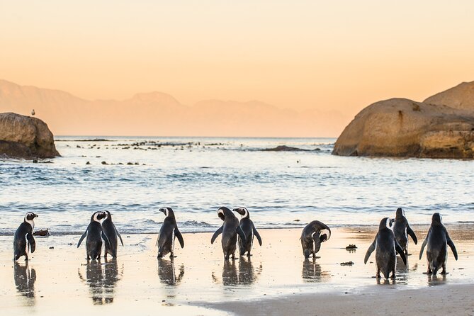 Shared Half Day Tour in Cape Peninsula with African Penguins - Cape Point and the lighthouse walk