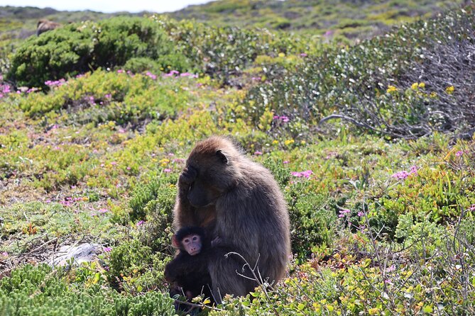 Shared Half Day Tour in Cape Peninsula with African Penguins - Muizenberg and the return toward Cape Town