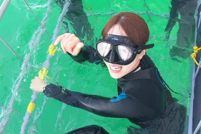 Shark Cage Diving - Group size, comfort, and practical limits