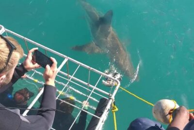 Shark Cage Diving
