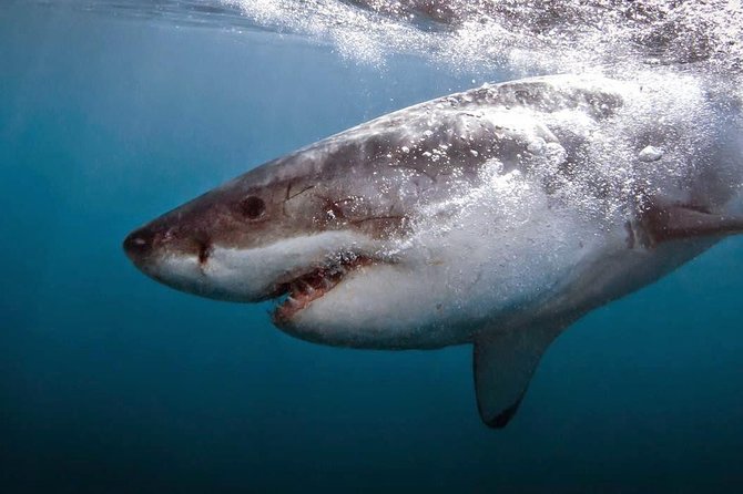 Shark Cage Diving - Adventure Meets Conservation! - Eight people at a time in the cage