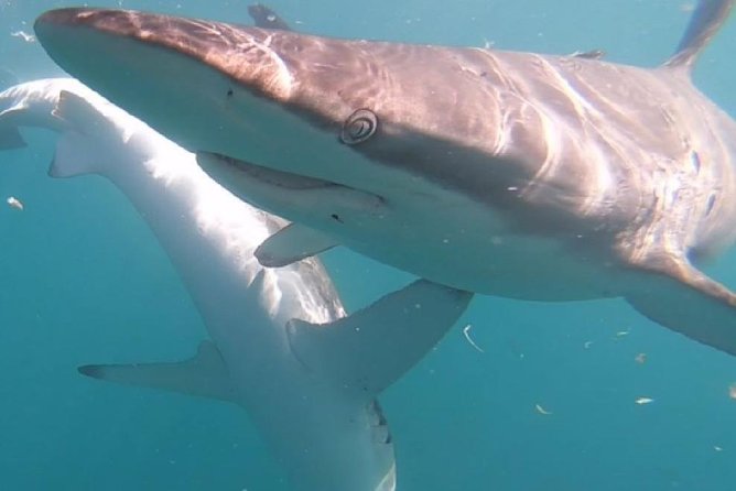 Shark Cage Diving - Adventure Meets Conservation! - Breakfast, snacks, and the meal afterward