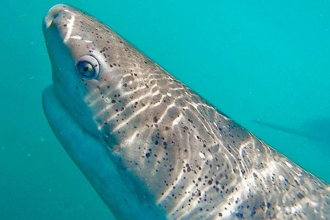 Shark Cage Diving - Adventure Meets Conservation! - Rough water, visibility, and comfort