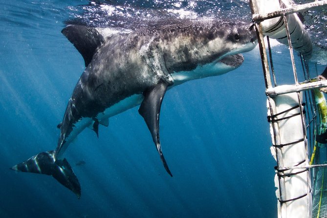 Shark Cage Diving - Adventure Meets Conservation! - Great Whites, Bronze Whalers, rays, and sunfish