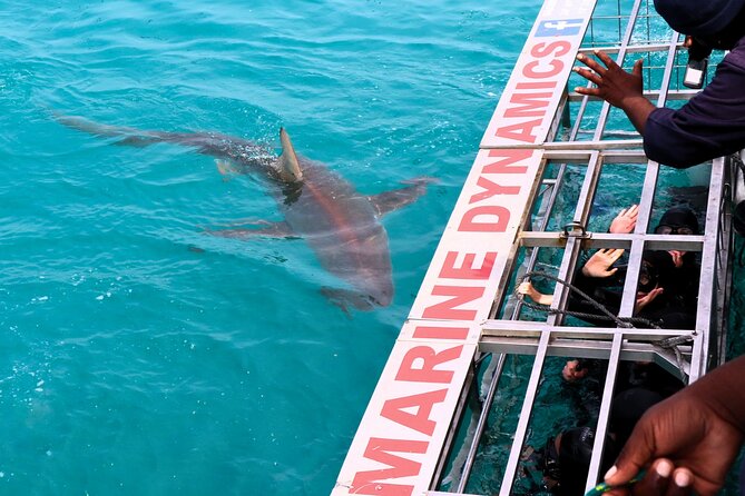 Shark Cage Diving and Viewing with transport from Cape Town - Early pickup and the road to Gansbaai
