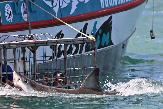 Shark Cage Diving and Viewing with transport from Cape Town - Food, warmth, and care on the boat