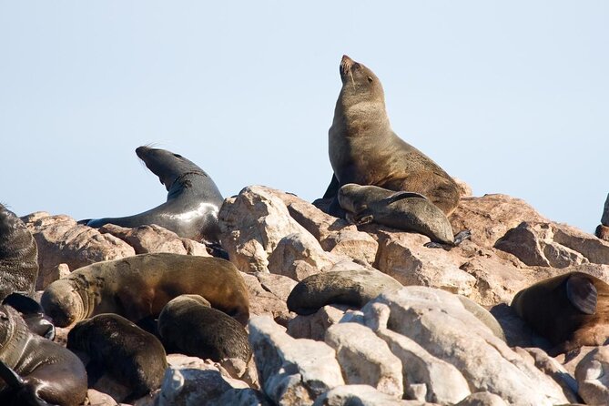 Shark Cage Diving and Viewing with transport from Hermanus - From Hermanus to Gansbaai by Scenic Morning Transfer