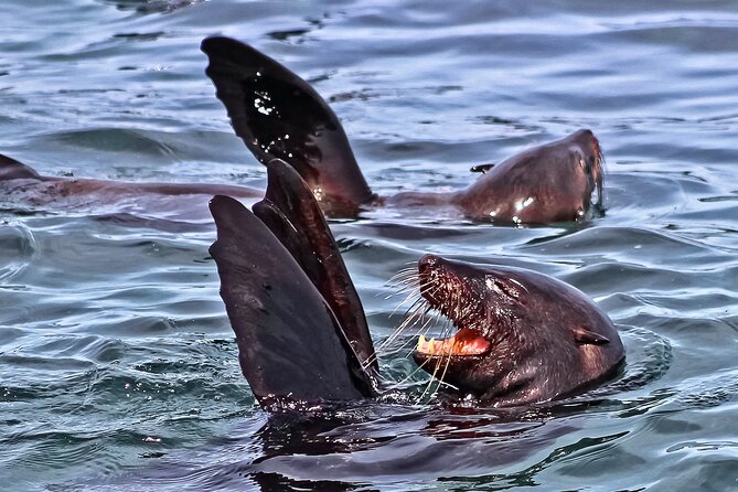 Shark Cage Diving and Viewing with transport from Hermanus - Breakfast, Briefing, and Getting Ready on Slashfin