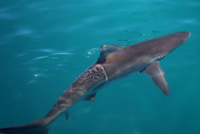 Shark Cage Diving and Viewing with transport from Hermanus - What Happens If the Sharks Do Not Appear