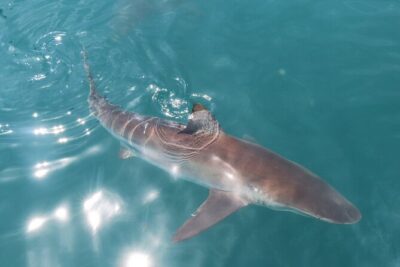 Shark Cage Diving and Viewing with transport from Hermanus