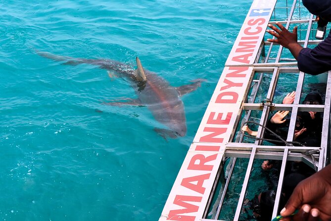 Shark Cage Diving and Viewing with transport from Hermanus - Who Will Enjoy This Most?