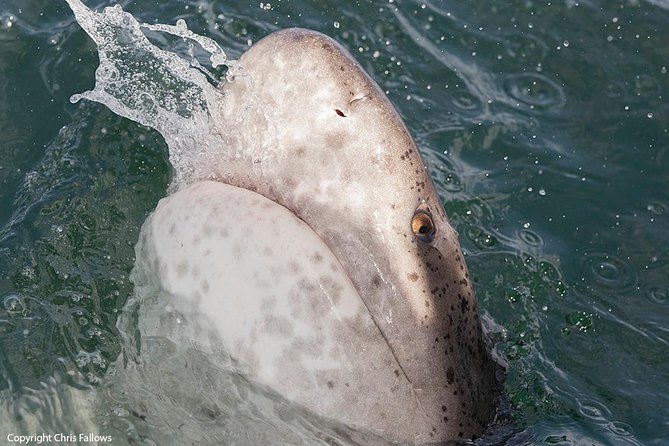Shark Cage Diving Cape Town - The briefing aboard White Pointer II