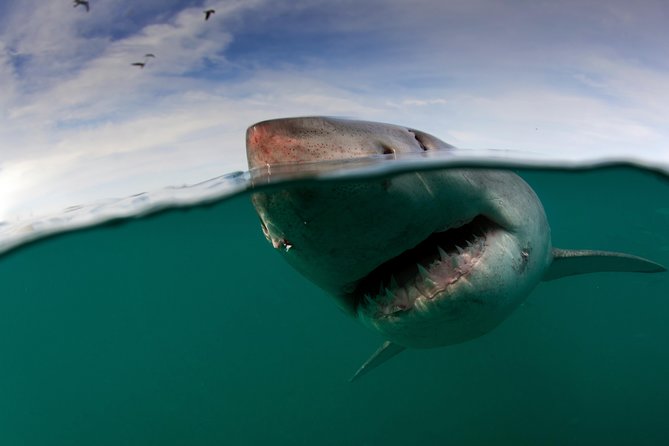 Shark Cage Diving Cape Town - Reaching Seal Island by boat