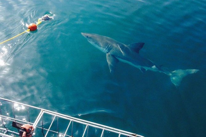 Shark Cage Diving Viewing Only - Seeing sharks without entering the cage