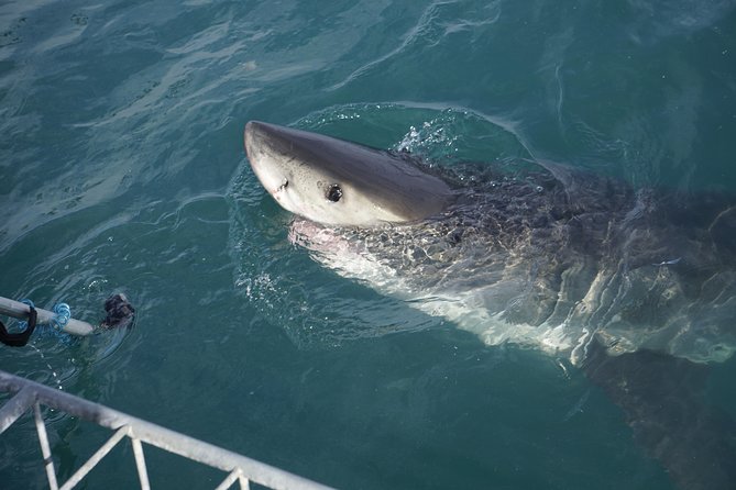 Shark Cage Diving Viewing Only - What the viewing-only option feels like