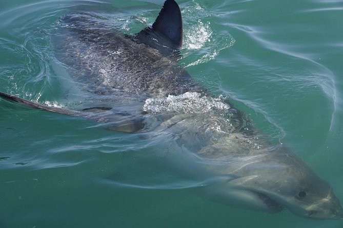 Shark Cage Diving Viewing Only - The 20-minute ride to the shark area