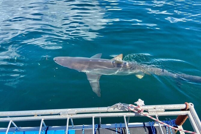 Shark Explorers - Out on False Bay, wildlife sets the timetable