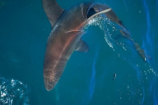 Shark Explorers - The best and worst wildlife outcomes