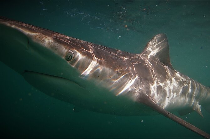 Shark Explorers - Who will get the most from this trip