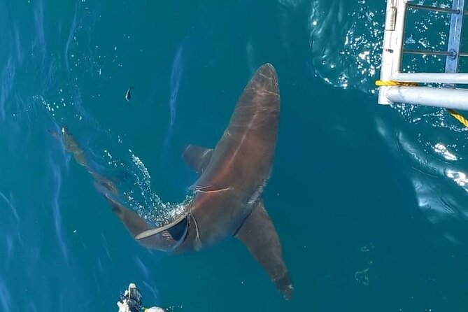 Shark Explorers - Booking, cancellation, and practical timing