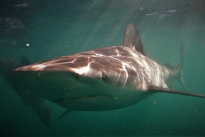 Shark Explorers - What the cage experience feels like