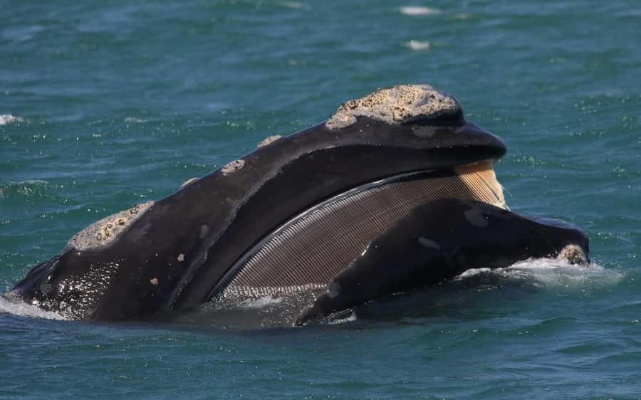Shark & Whale Trip Combo - Key points to know before booking