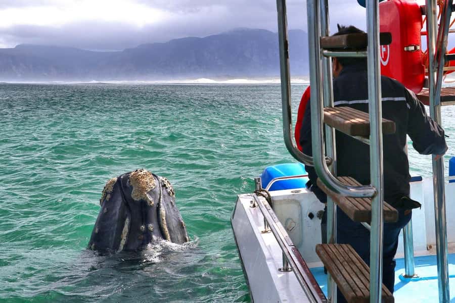 Shark & Whale Trip Combo - A close look at the shark cage session