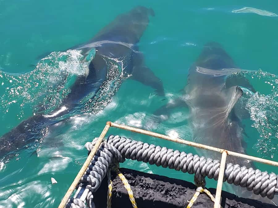 Shark & Whale Trip Combo - The whale trip adds a different kind of wildlife encounter
