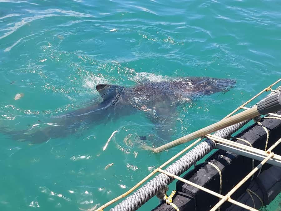 Shark & Whale Trip Combo - The crew, communication, and service