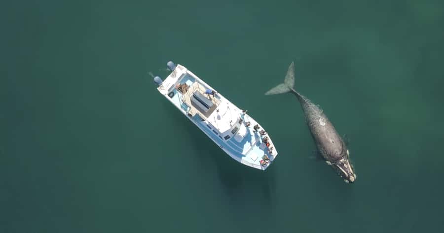 Shark & Whale Trip Combo - Why the food and shower make a difference