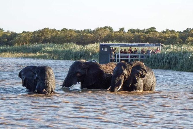 Shoreline Hippo and Crocodile Boat Cruises, iSimangaliso Wetland Park - Crocodiles, monitor lizards, and birds