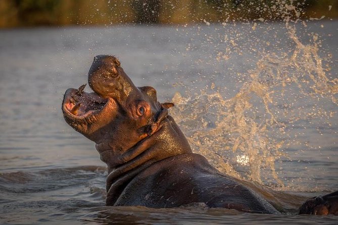 Shoreline Hippo and Crocodile Boat Cruises, iSimangaliso Wetland Park - The value of a $23.01 wildlife outing