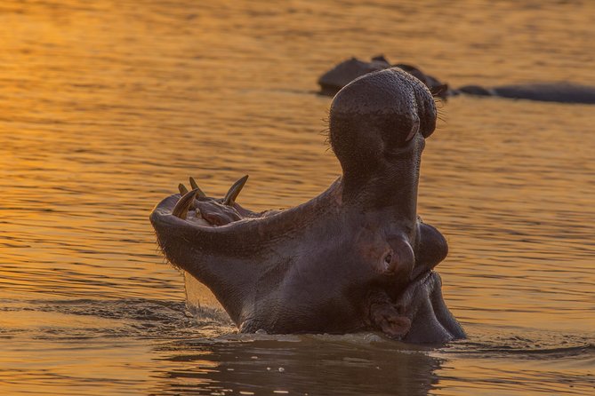 Shoreline Hippo and Crocodile Boat Cruises, iSimangaliso Wetland Park - Hippos close to the boat