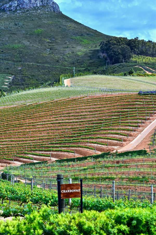 Sip & Savor : A Perfect Half-day Wine Escape to Stellenbosch - Lunch is your own decision