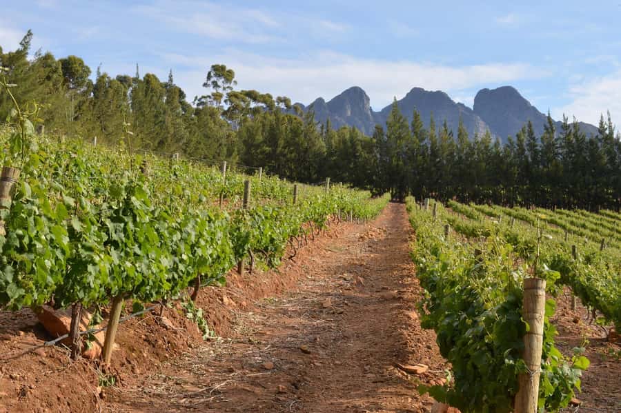 Sip & Savor : A Perfect Half-day Wine Escape to Stellenbosch - Is the $53 price good value?