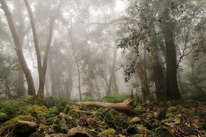 Skeleton Gorge Hike up Table Mountain - Key points to know before you book