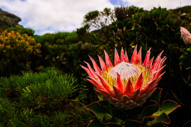 Skeleton Gorge Hike up Table Mountain - 8:00 am at Kirstenbosch sets the tone